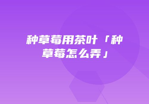 种草莓用茶叶「种草莓怎么弄」