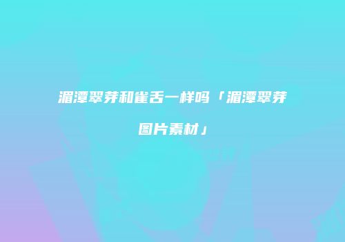 湄潭翠芽和雀舌一样吗「湄潭翠芽图片素材」