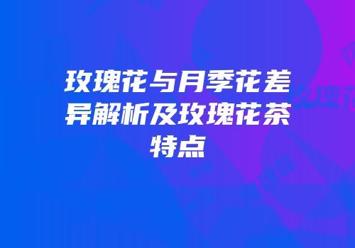 玫瑰花与月季花差异解析及玫瑰花茶特点