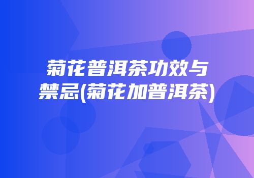 菊花普洱茶功效与禁忌(菊花加普洱茶)
