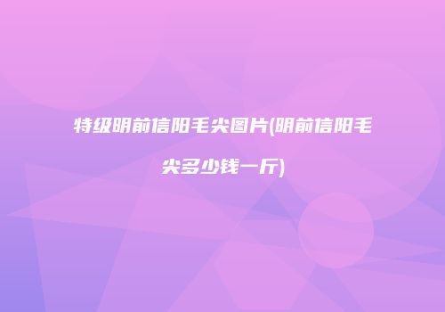 特级明前信阳毛尖图片(明前信阳毛尖多少钱一斤)
