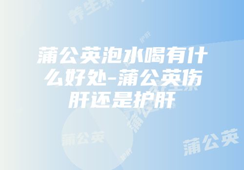 蒲公英泡水喝有什么好处-蒲公英伤肝还是护肝
