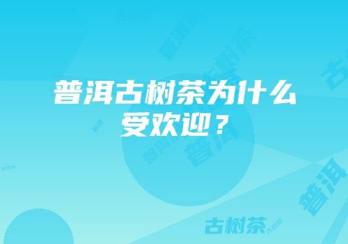 普洱古树茶为什么受欢迎？