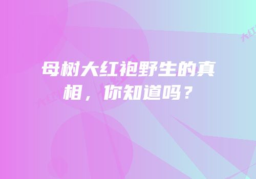 母树大红袍野生的真相，你知道吗？