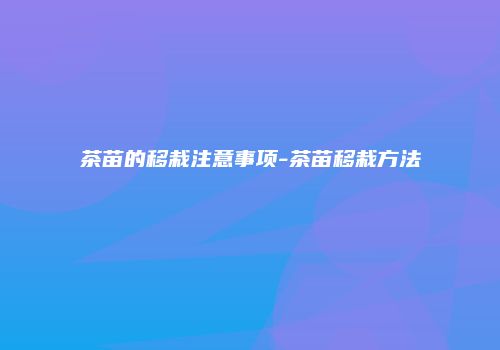 茶苗的移栽注意事项-茶苗移栽方法