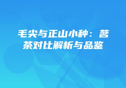 毛尖与正山小种：茗茶对比解析与品鉴