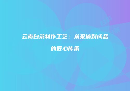 云南白茶制作工艺：从采摘到成品的匠心传承