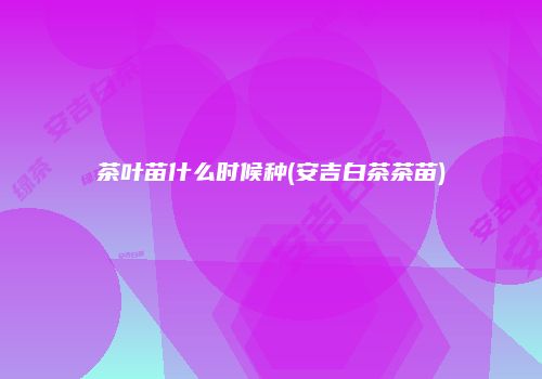 茶叶苗什么时候种(安吉白茶茶苗)