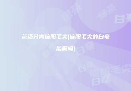 茶汤分离信阳毛尖(信阳毛尖的白毫能喝吗)