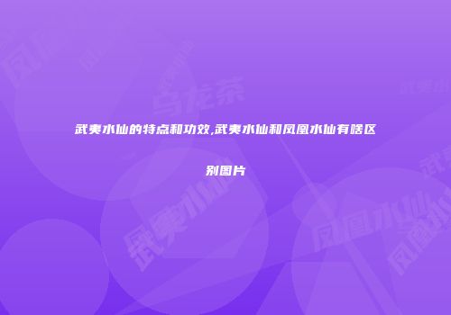 武夷水仙的特点和功效,武夷水仙和凤凰水仙有啥区别图片