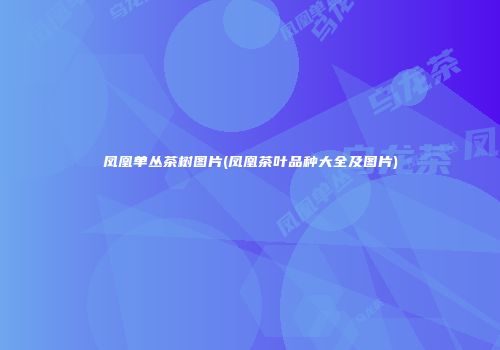 凤凰单丛茶树图片(凤凰茶叶品种大全及图片)