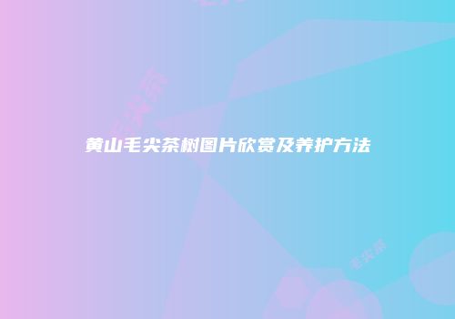 黄山毛尖茶树图片欣赏及养护方法