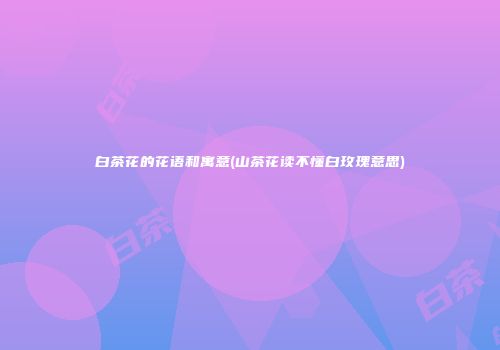 白茶花的花语和寓意(山茶花读不懂白玫瑰意思)