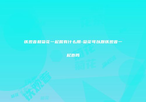 铁观音和菊花一起喝有什么用-菊花可以跟铁观音一起泡吗