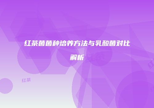 红茶菌菌种培养方法与乳酸菌对比解析