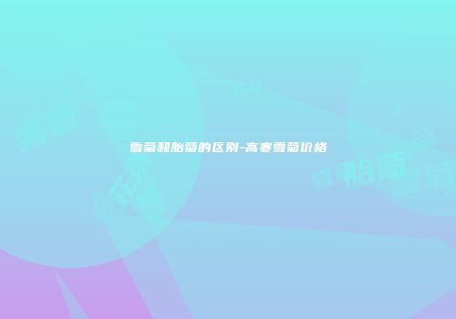 雪菊和胎菊的区别-高寒雪菊价格
