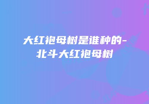 大红袍母树是谁种的-北斗大红袍母树