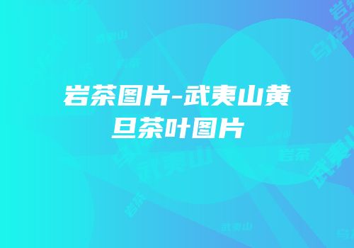 岩茶图片-武夷山黄旦茶叶图片