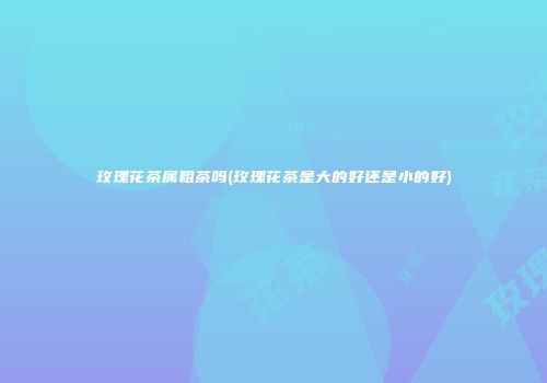 玫瑰花茶属粗茶吗(玫瑰花茶是大的好还是小的好)