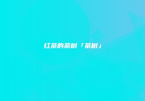红茶的茶树「茶树」