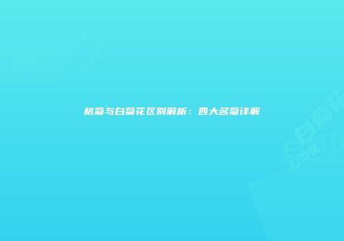 杭菊与白菊花区别解析：四大名菊详解