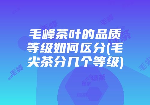 毛峰茶叶的品质等级如何区分(毛尖茶分几个等级)