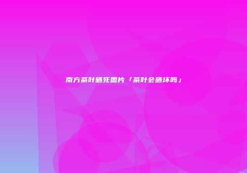 南方茶叶晒死图片「茶叶会晒坏吗」