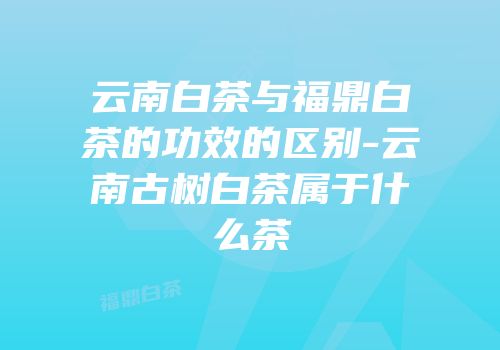 云南白茶与福鼎白茶的功效的区别-云南古树白茶属于什么茶