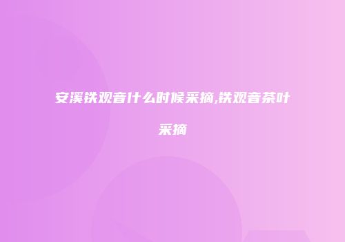 安溪铁观音什么时候采摘,铁观音茶叶采摘