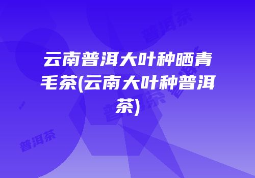 云南普洱大叶种晒青毛茶(云南大叶种普洱茶)