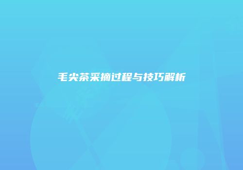 毛尖茶采摘过程与技巧解析