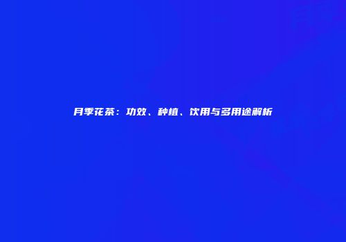 月季花茶：功效、种植、饮用与多用途解析