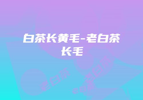 白茶长黄毛-老白茶长毛