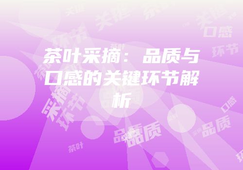 茶叶采摘：品质与口感的关键环节解析