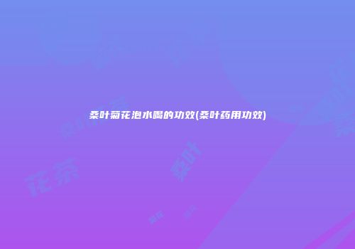 桑叶菊花泡水喝的功效(桑叶药用功效)