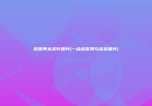 凤凰单丛茶叶图片(一点点冻顶乌龙茶图片)