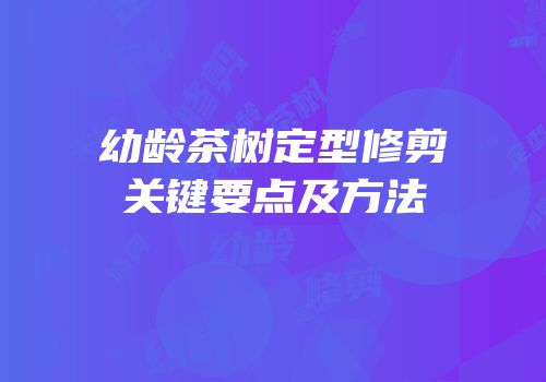 幼龄茶树定型修剪关键要点及方法