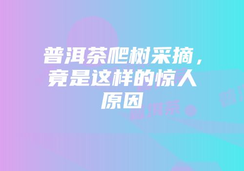 普洱茶爬树采摘，竟是这样的惊人原因
