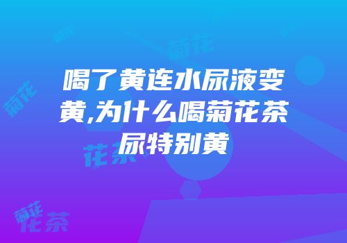 喝了黄连水尿液变黄,为什么喝菊花茶尿特别黄