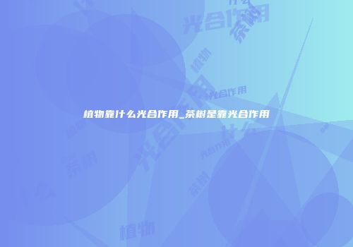 植物靠什么光合作用_茶树是靠光合作用