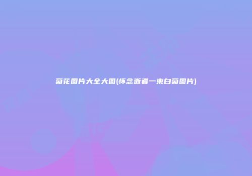 菊花图片大全大图(怀念逝者一束白菊图片)