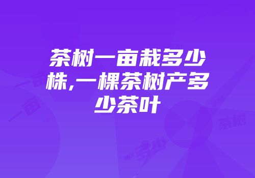 茶树一亩栽多少株,一棵茶树产多少茶叶