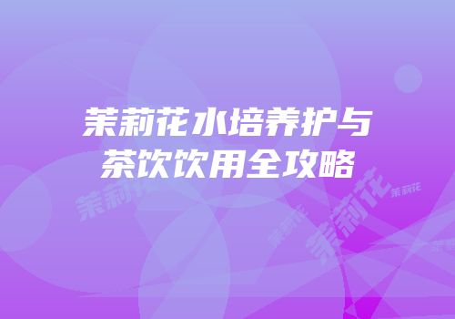 茉莉花水培养护与茶饮饮用全攻略