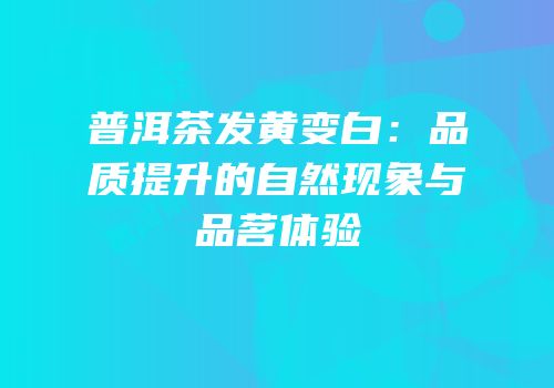 普洱茶发黄变白：品质提升的自然现象与品茗体验