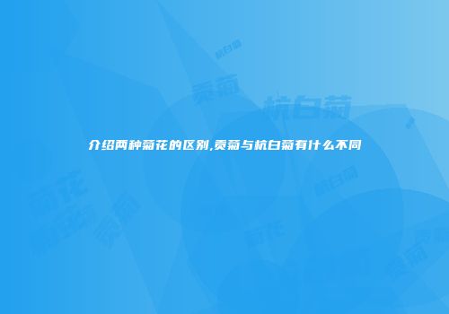 介绍两种菊花的区别,贡菊与杭白菊有什么不同