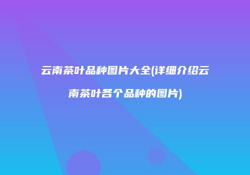 云南茶叶品种图片大全(详细介绍云南茶叶各个品种的图片)