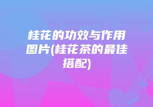 桂花的功效与作用图片(桂花茶的最佳搭配)