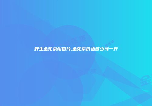 野生金花茶树图片,金花茶价格多少钱一斤