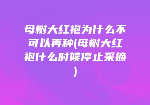 母树大红袍为什么不可以再种(母树大红袍什么时候停止采摘)