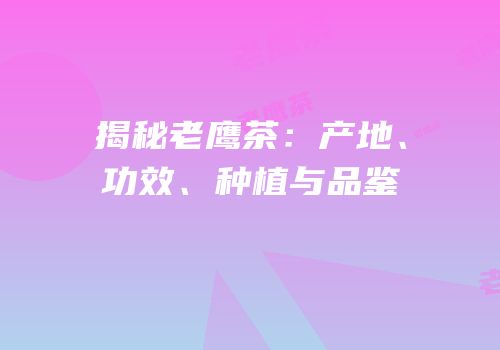 揭秘老鹰茶：产地、功效、种植与品鉴
